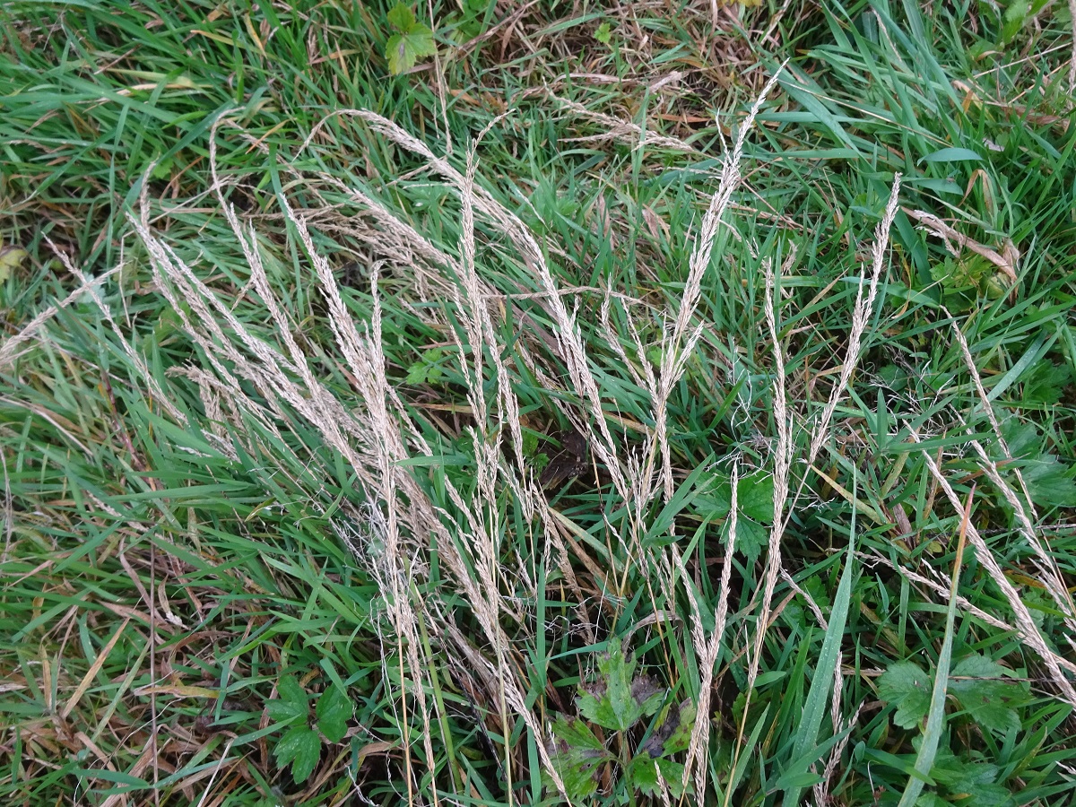 Agrostis canina subsp. canina var. canina (Poaceae)